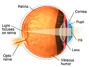 Cross section of eye showing normal anatomy.